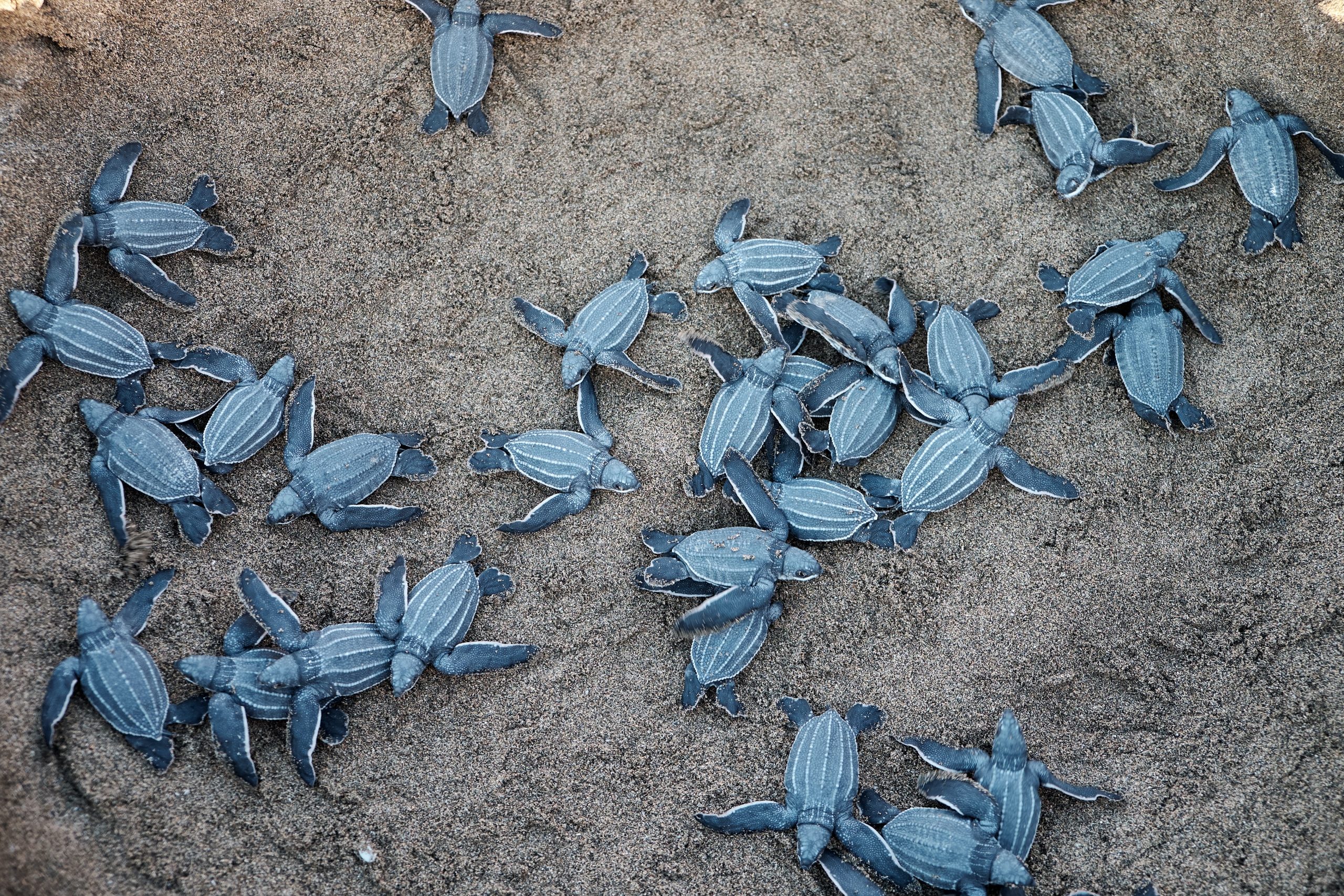 Thailand's rare sea turtles make a comeback - Volunteer Vacations Blog