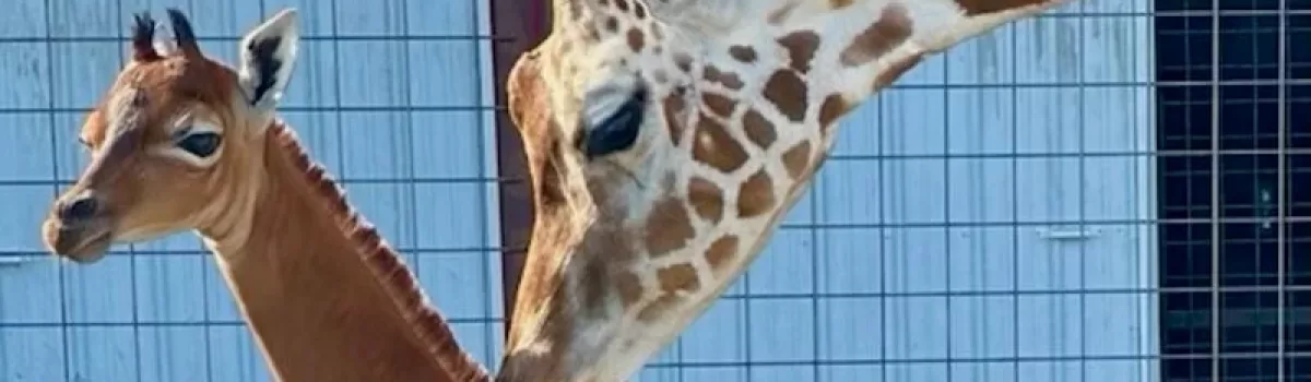 World’s Rarest Giraffe Born At A Zoo In Tennessee