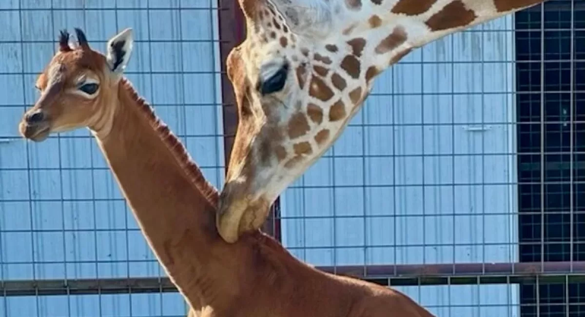 World’s Rarest Giraffe Born At A Zoo In Tennessee