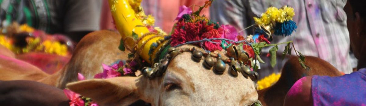 From Lohri, Makar Sankranti to Pongal; here’s how India celebrates these harvest festivals