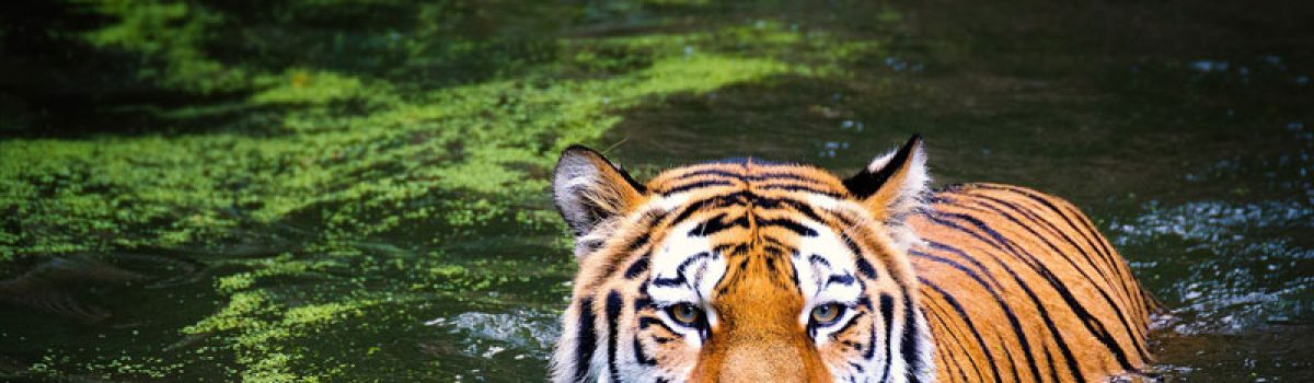 The 12 Best Places to Find Tigers in India