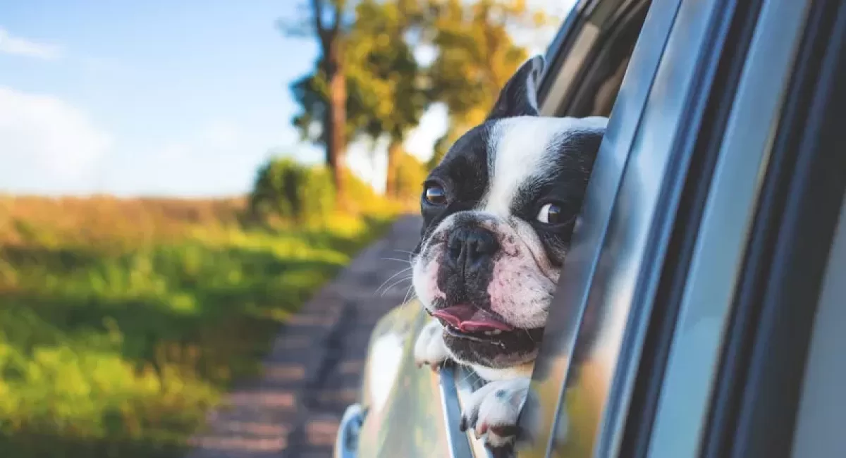 Traveling with pets: Follow these tips for a safe and smooth trip