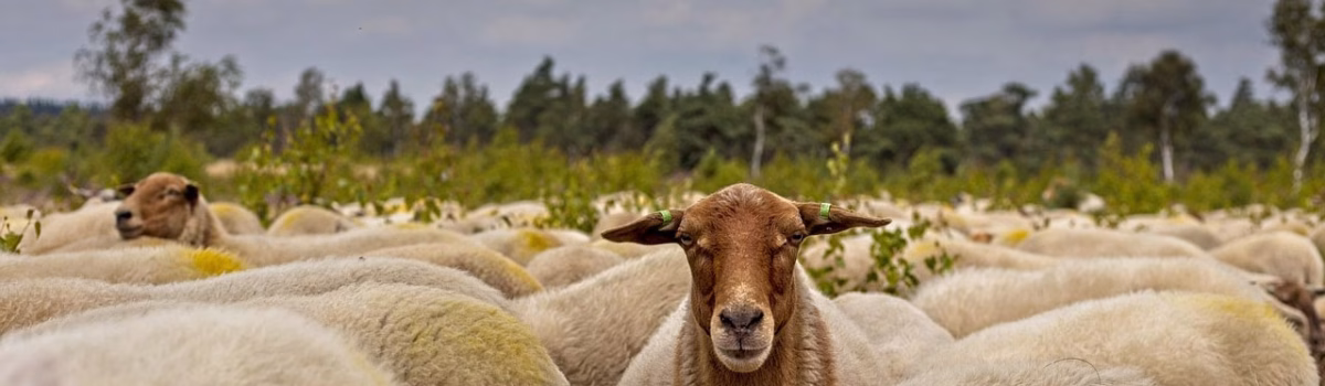 5 Unique & Popular Fall Festivals in the US