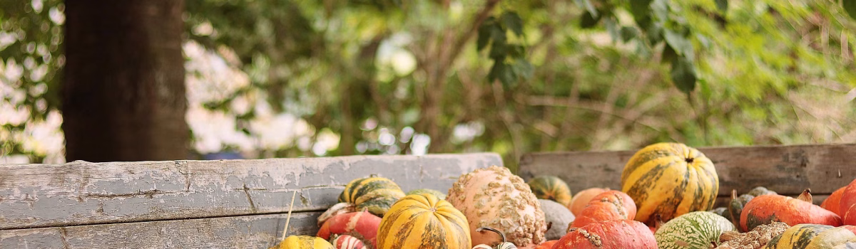 Volunteer Vacation for Thanksgiving Day? A Look at Costs, Crowds – and a Meaningful Alternative