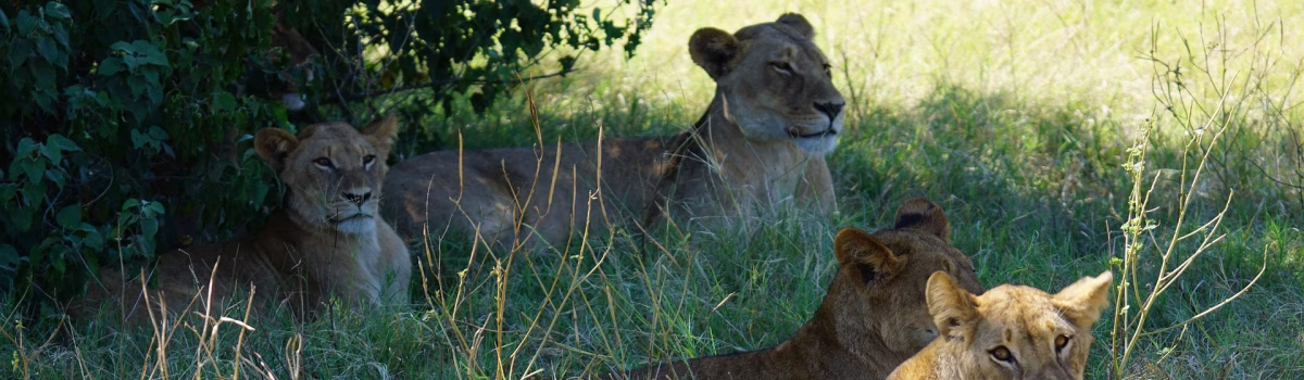 Beyond Voluntourism: Inside Globe Aware’s Zimbabwe Game Count – A Conservation Experience Like No Other