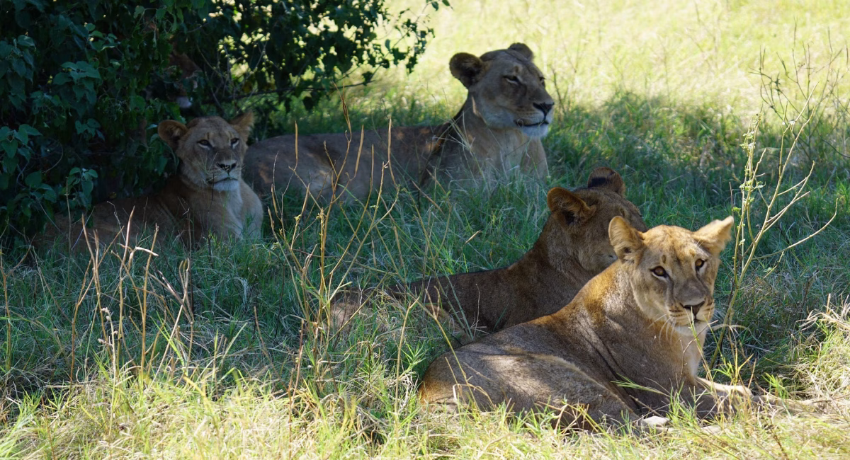 Beyond Voluntourism: Inside Globe Aware’s Zimbabwe Game Count – A Conservation Experience Like No Other