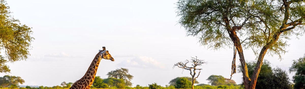 Volunteer Vacations in Tanzania: Travel with Purpose