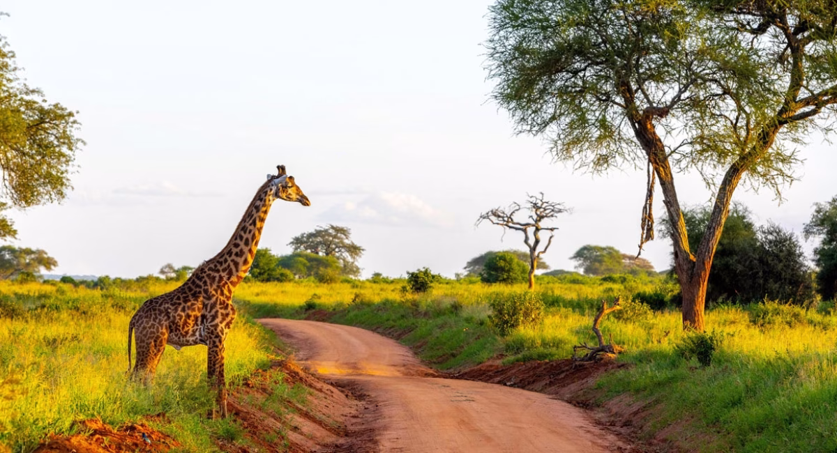 Volunteer Vacations in Tanzania: Travel with Purpose